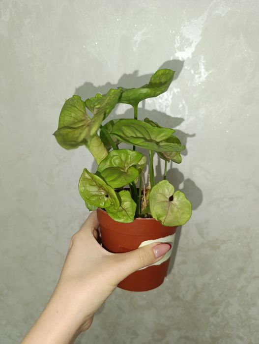 Продаётся сингониум