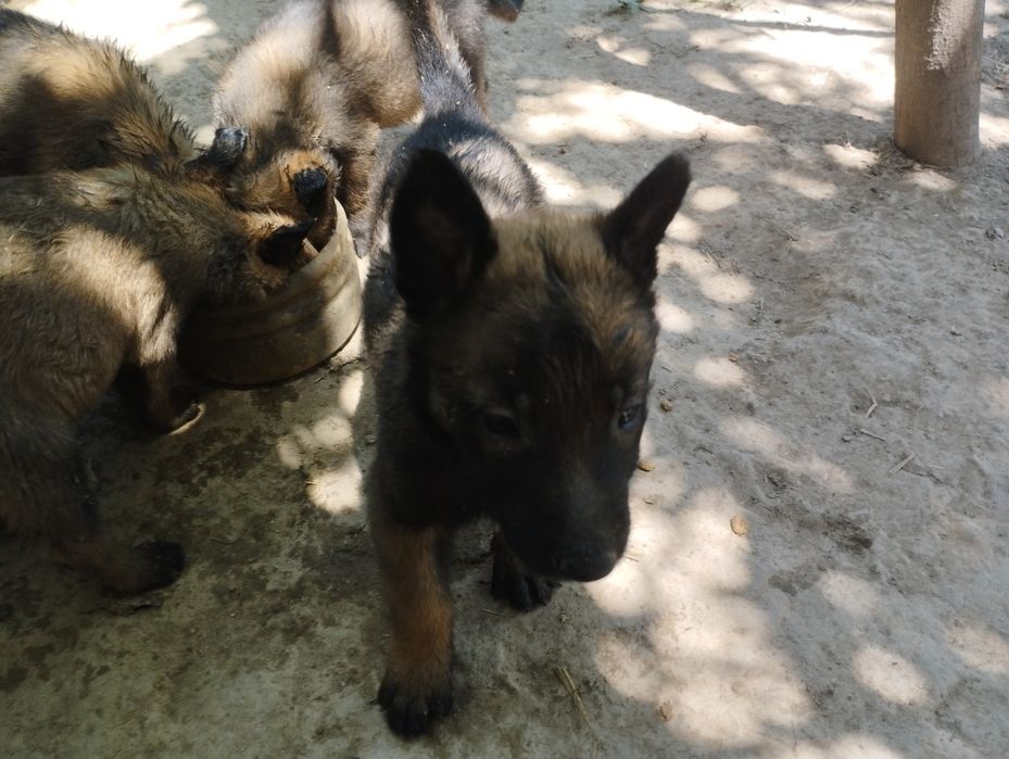 Belgiyski Malinova shinogi