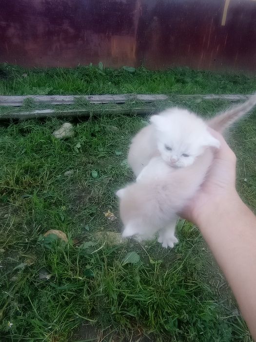 Котята бесплатно