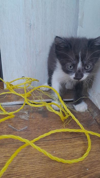 Котеноки 1,5 месяца