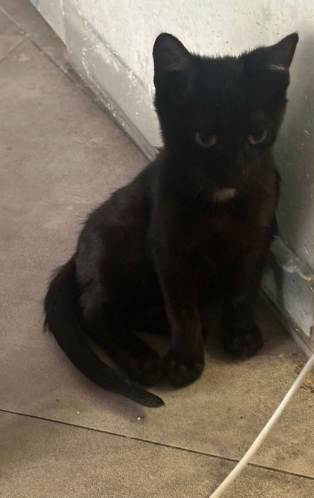 Motănei pentru adopție