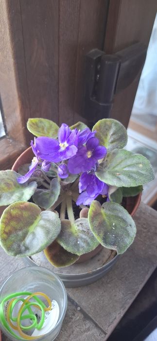 Violete de Parma