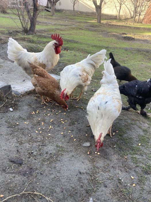 Xoʻrozlar yoshiga toʻlgan