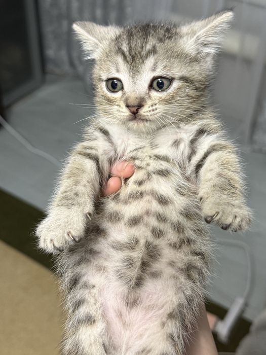 Милейшие котята