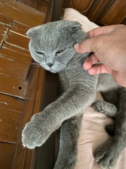 Mushuk sotiladi kelishamiz