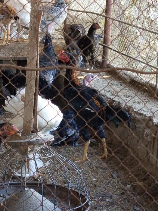 Куланги ва Брама