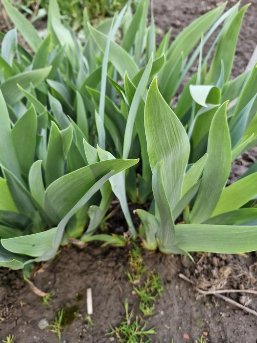 Iris galben regal