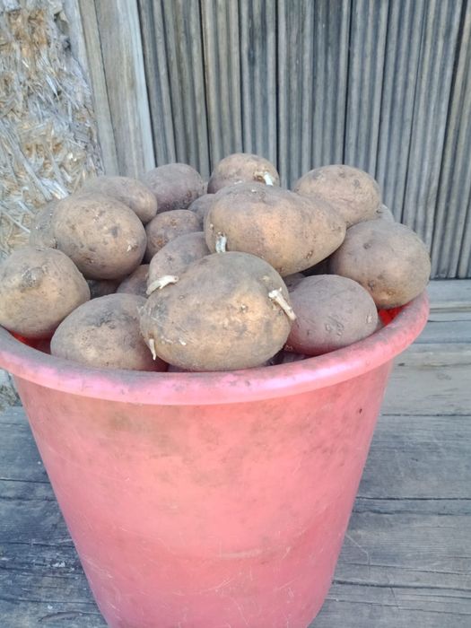 Продам семенную картошку