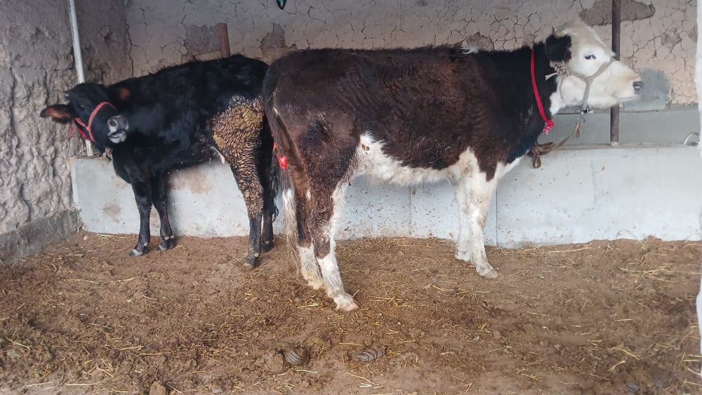 Бұзаулы сиыр сатылады туркестан