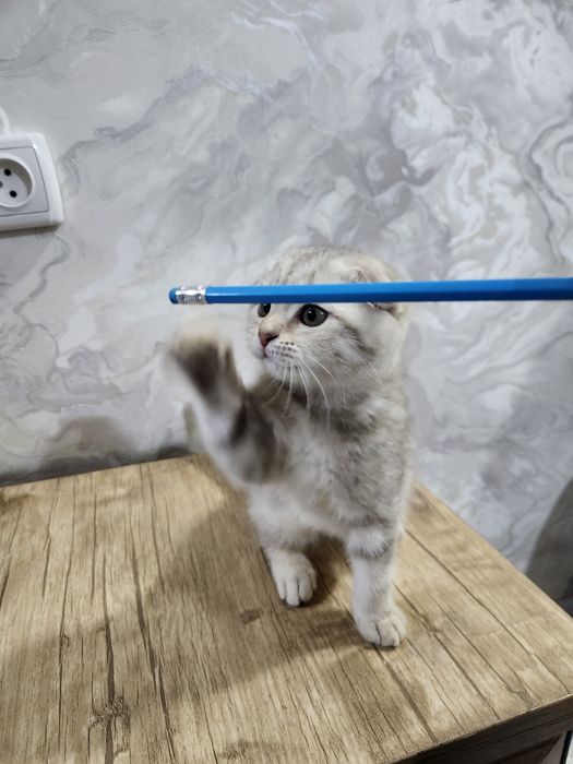 Skotish fold sotiladi qiz mushukcha