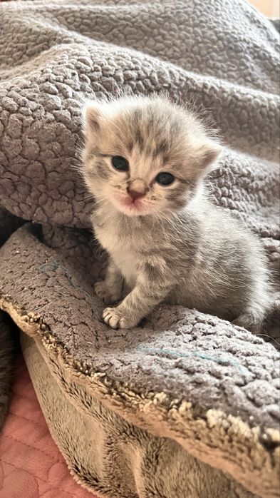 котята котята котята