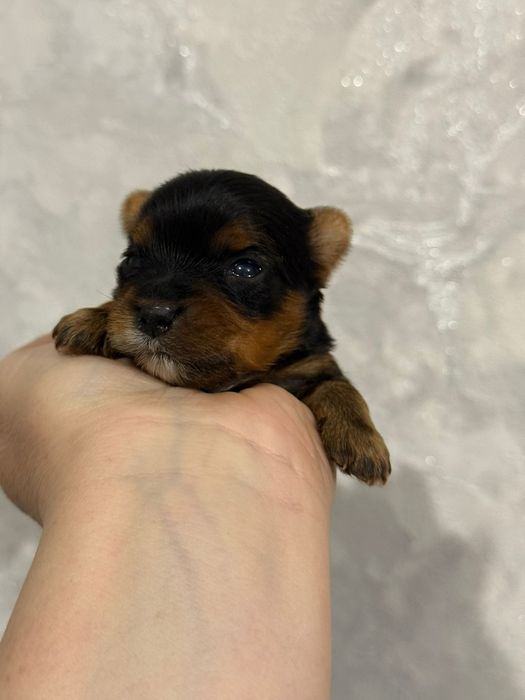 Йоркширские терьеры девочки и мальчики