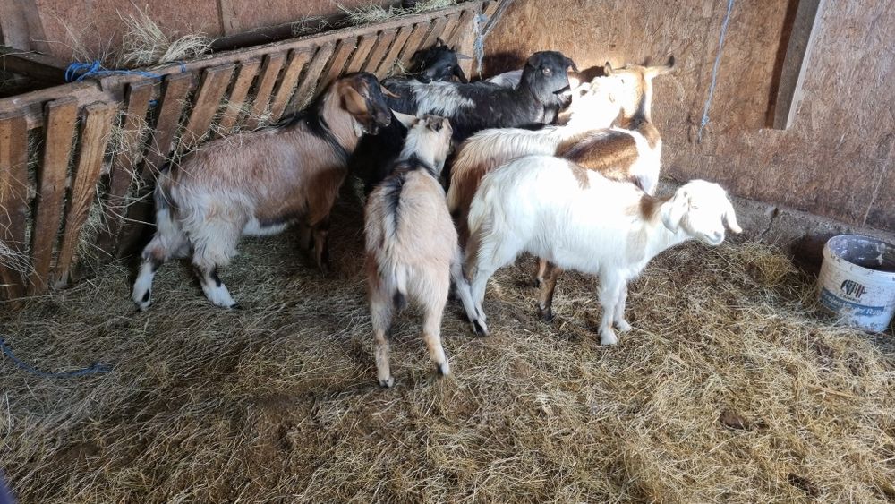 Iezi castrați de anul ăsta