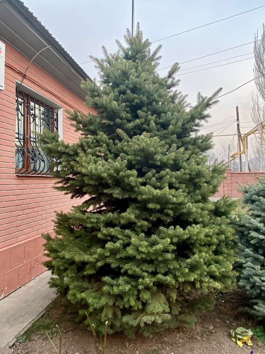 Ёлки голубые, зелёные