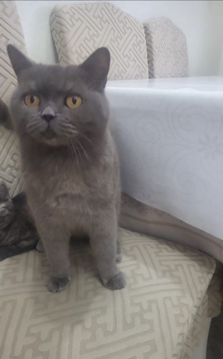 Отдам милых кошечек