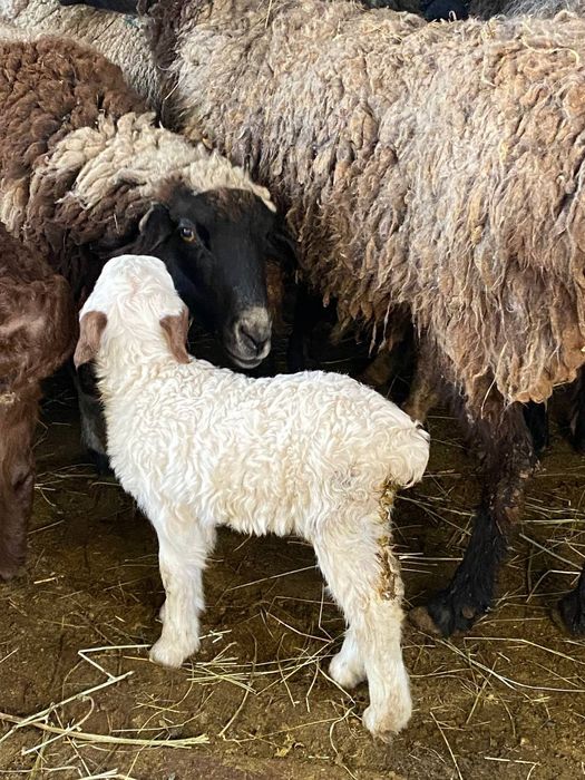 Продам ягнят сено корм едят