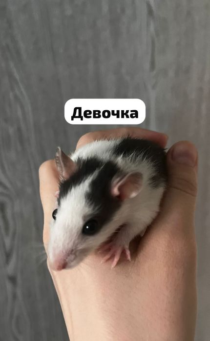 Продаю домашних крысят