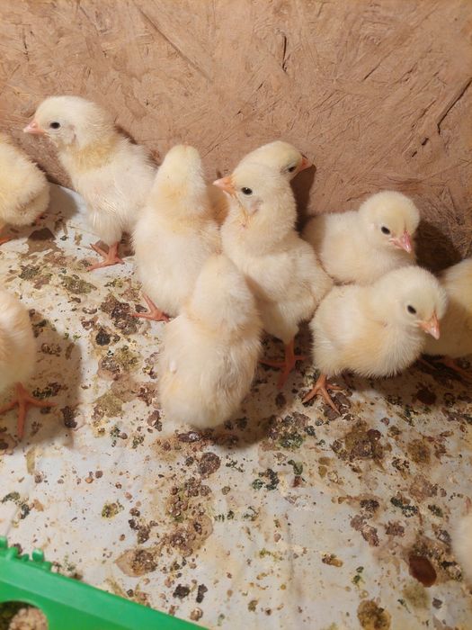 Адлер цыплята Адлер