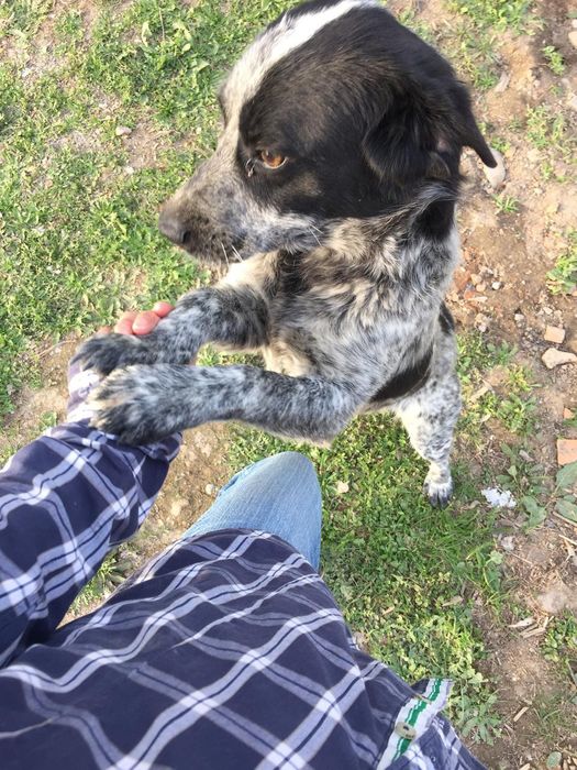 Пропала Собака. В районе Туздыбастау