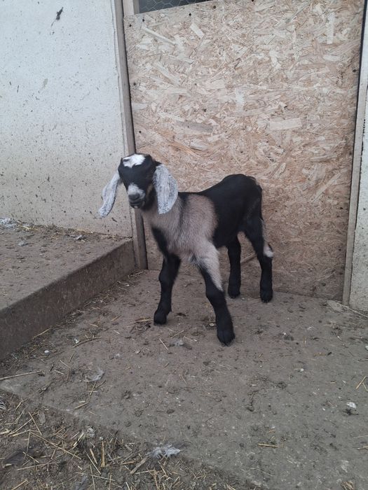 Vând Tapisor Anglo Nubian