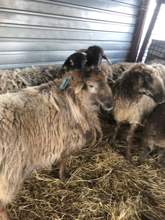 Баран годовалый