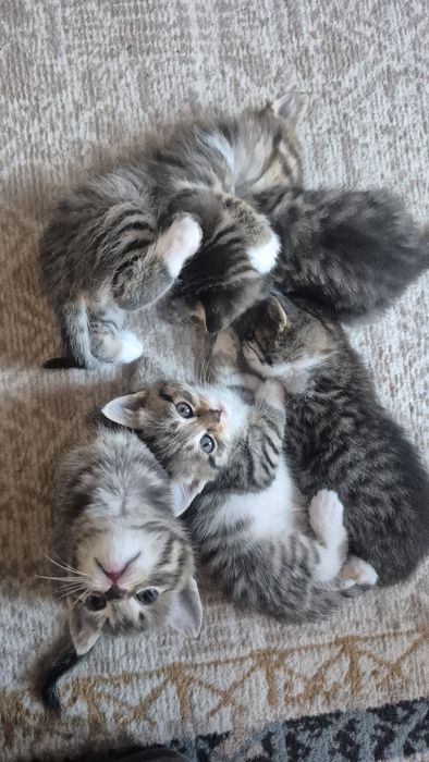 Отдам котят в добрые руки