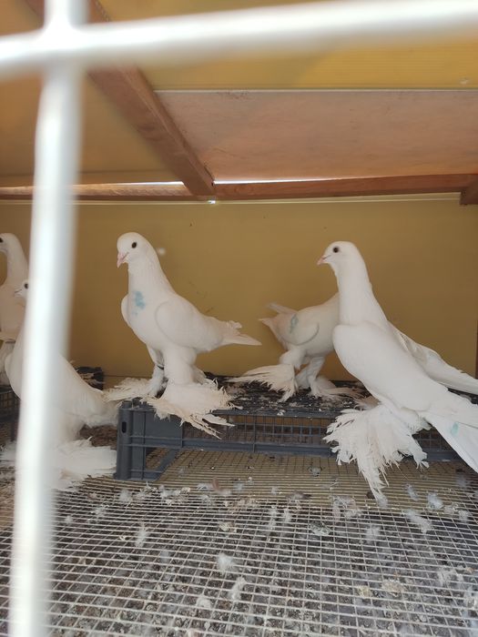 Продам голубей Тебриз