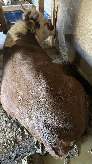 откорм бұқалар жақсы бағада