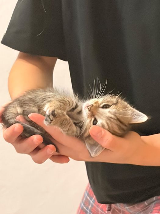 отдам котят в добрые руки