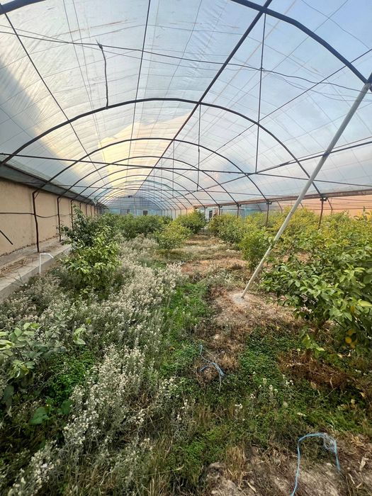 Теплитса. Парник 5 сотих