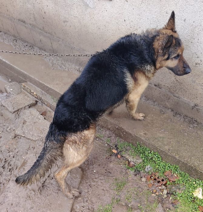 Продавам Немска овчарка