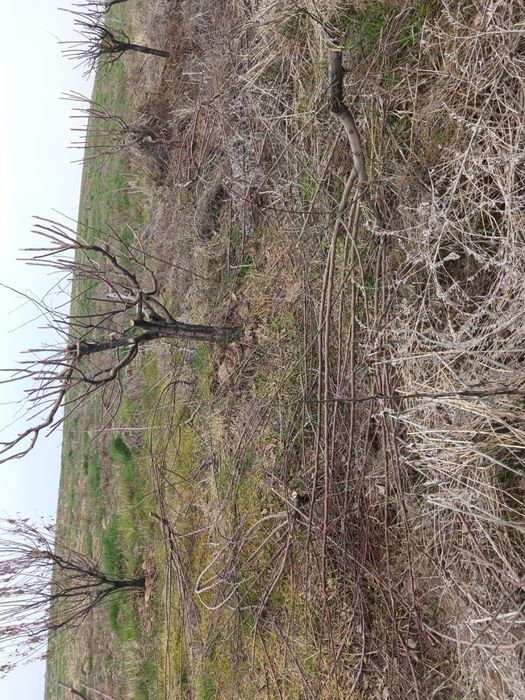 Besplatno,õtin shox shabba . Tekinga, olma daraxtini obrezka qilingand