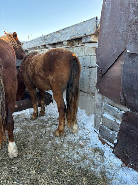 Продам жеребцов.