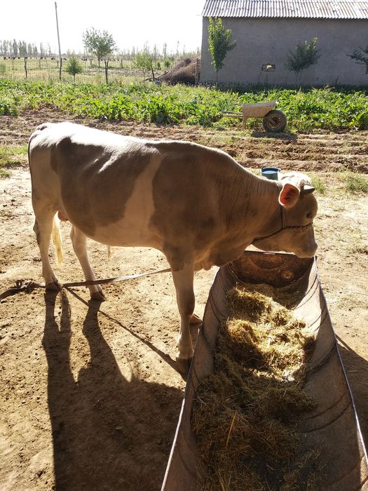 1 yoshdan oʻtgan buqachalar sotiladi 2 ta bir joyda 1 yoshdan oʻtgan