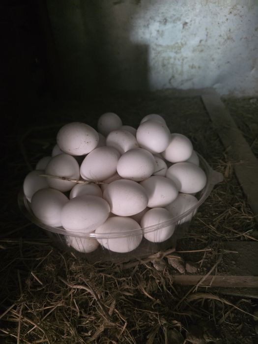 Продам курей несушки