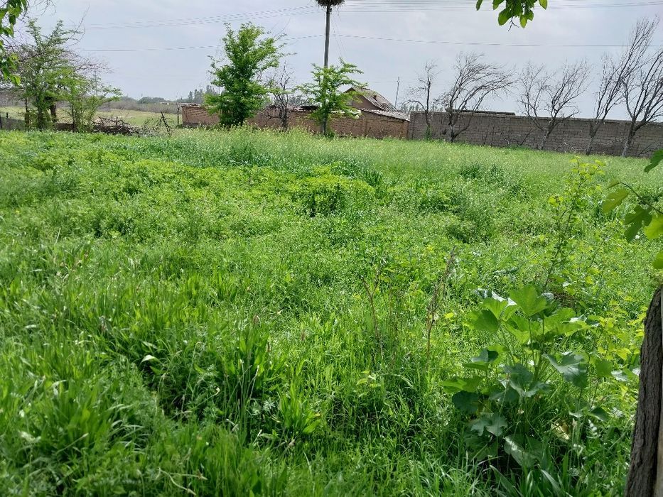 Урилмаган яшил ут сотилади