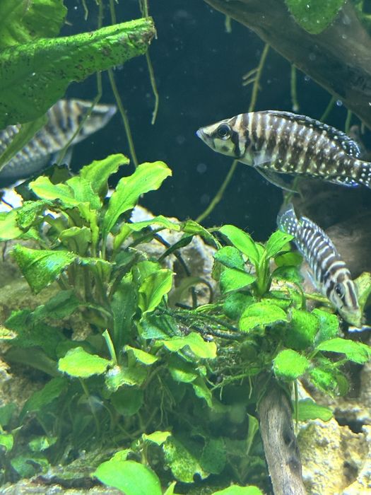 Альтолампрологус Кальвус