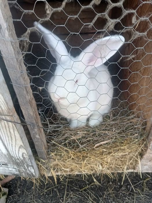 Vând sau schimb 2 iepurii masculi sau schimb cu femelee