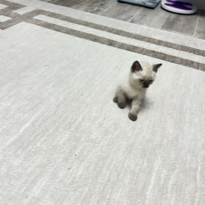 Котята от веслаухой кошки