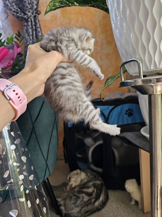 Вислоушки плюшки.