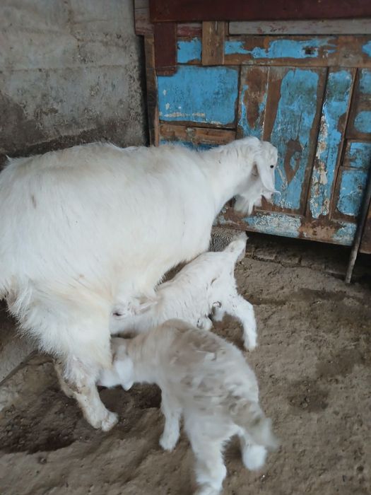 Она бола ечки сотилади