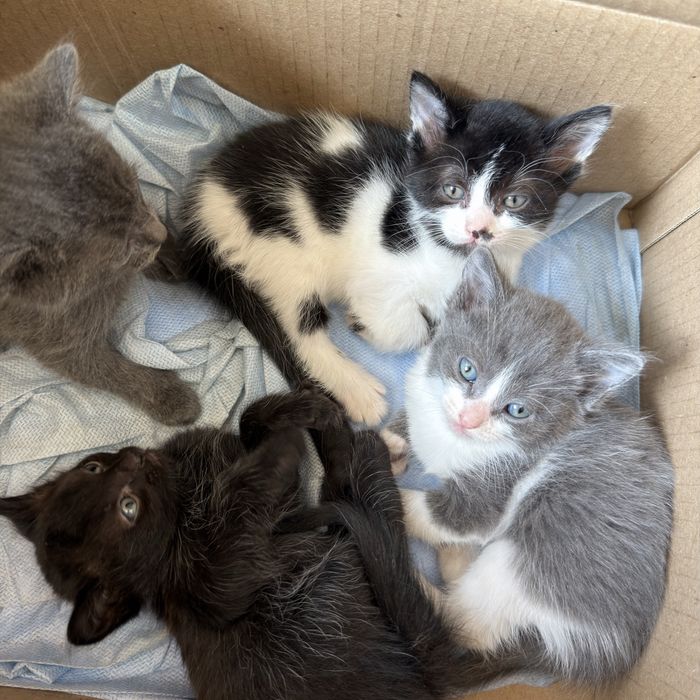 Отдам котят в добрые руки