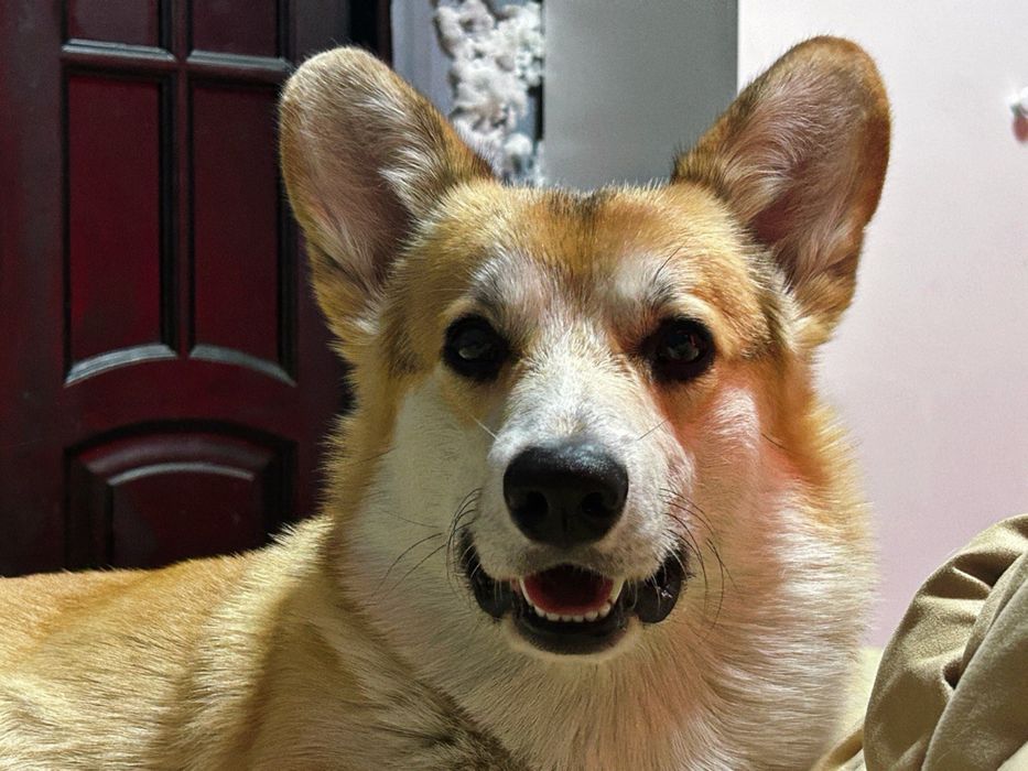 Кабель корги для вязки