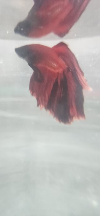 Рыбки петушки большие.