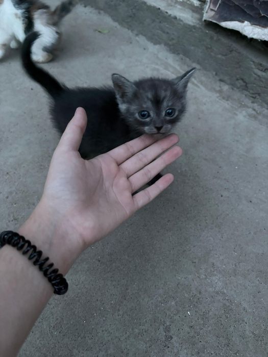 Отдаем котят в добрые руки, уральск