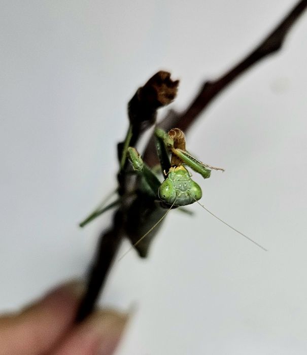 Богомолы древесные