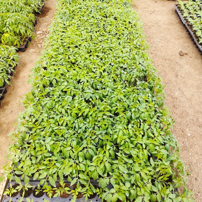 Răsaduri roșii Paris f1 si Prekos F1