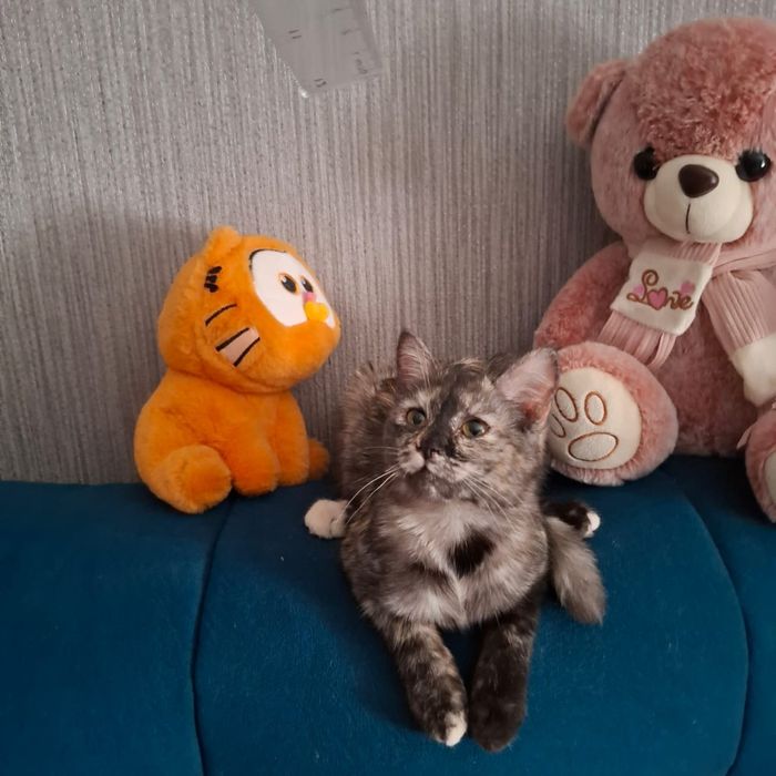 Отдам котенка в хорошие руки