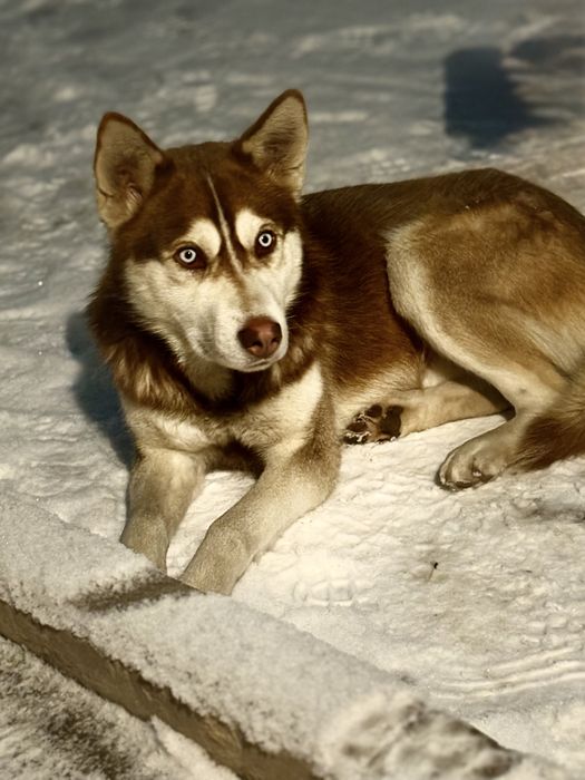 Очень хорошая собака по кличке Рекс обучена приручению……………………………………..