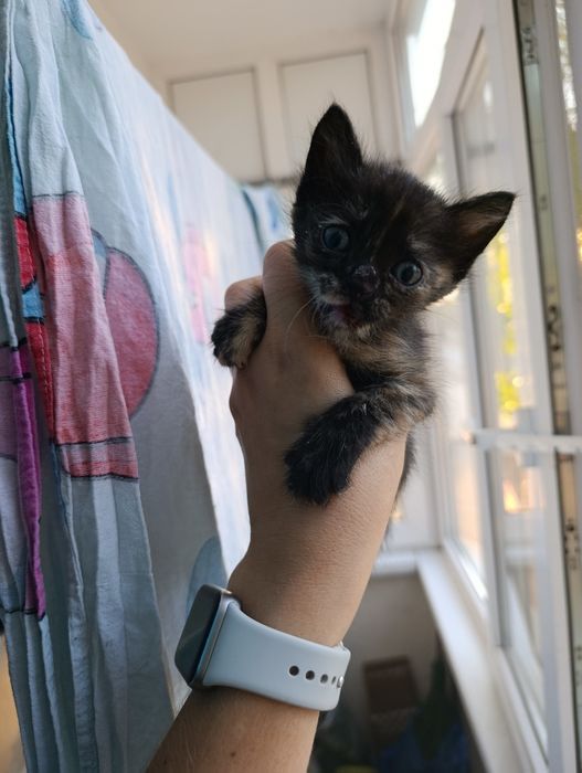 Пристраиваю котят